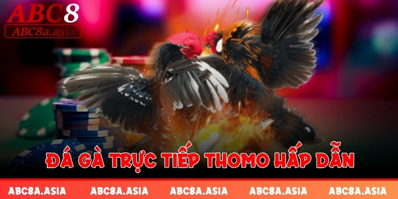 Đá gà trực tiếp Thomo hấp dẫn